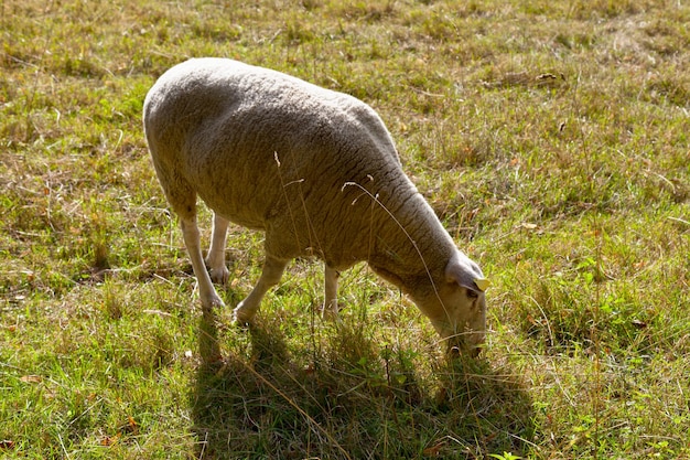 Ovelhas pastando grama em um pasto