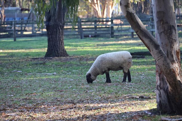 Ovelhas pastando na fazenda Ardenwood Fremont Califórnia