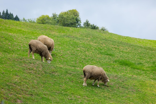 Foto ovelhas pastando na fazenda qingjing em taichung, em nantou