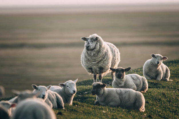 ovelhas pastando na grama verde ao pôr do sol