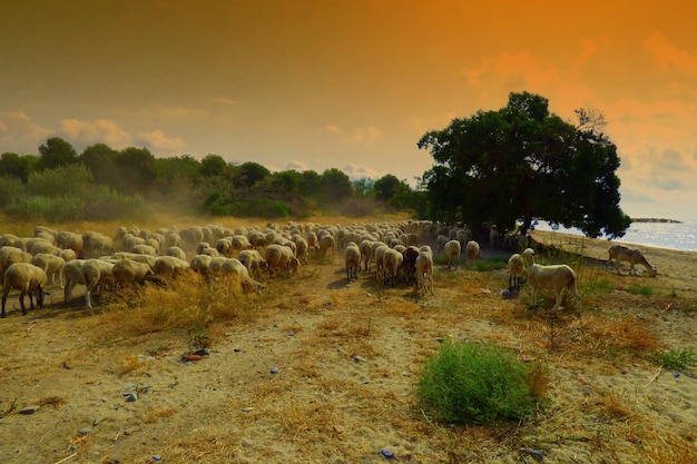 Ovelhas pastando no campo contra o céu durante o pôr do sol