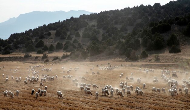 Ovelhas pastando no campo