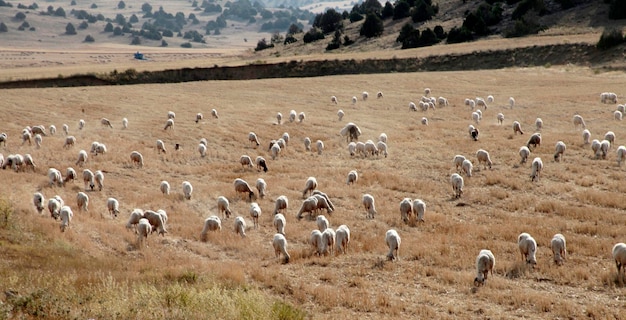 Ovelhas pastando no campo