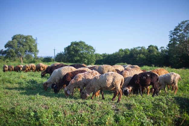 Ovelhas pastando no campo