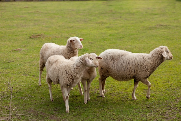 Ovelhas pastando no pasto com grama verde