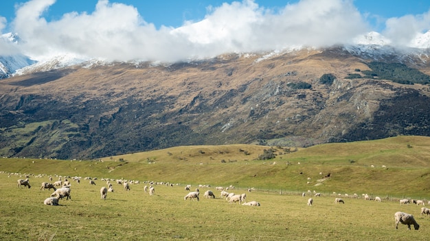 Ovelhas pastando no pasto verde abaixo da montanha shot made in glenorchy new zealand