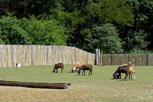 Ovelhas pastando no pasto