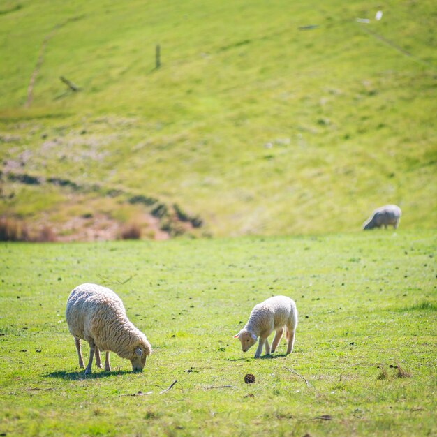 Ovelhas pastando nos campos, incluindo um cordeiro com sua mãe