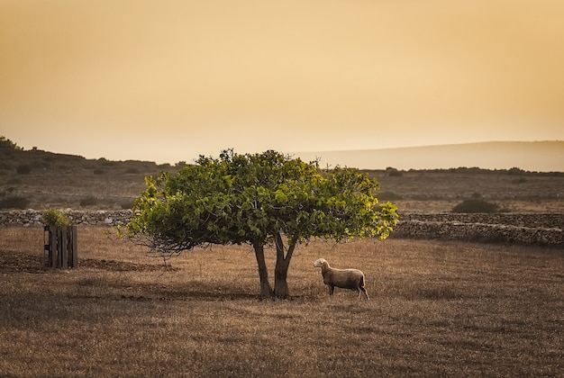 Ovelhas sob uma figueira ao pôr do sol em Formentera, Ilhas Baleares, Espanha.