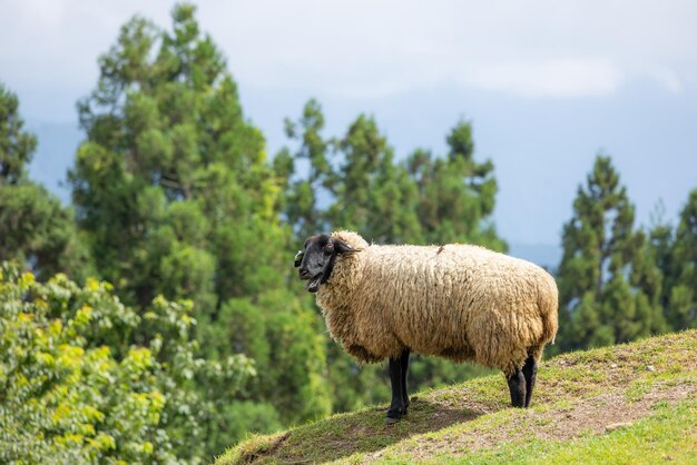 Foto ovelhas sobre o gramado verde na fazenda de cingjing, em nantou, em taiwan
