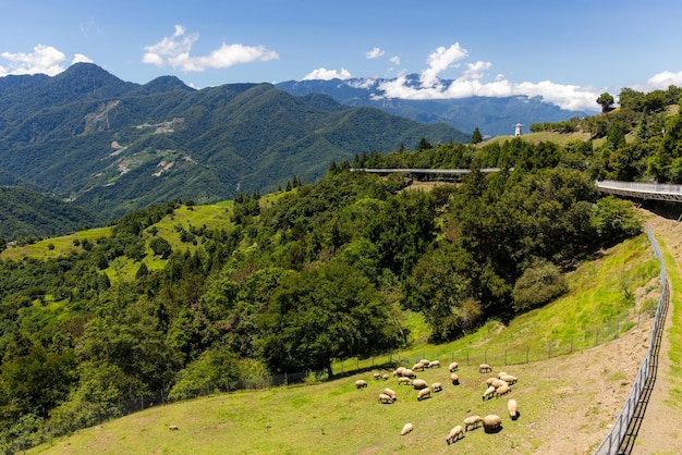 Foto ovelhas sobre o prado na fazenda cingjing de nantou, em taiwan