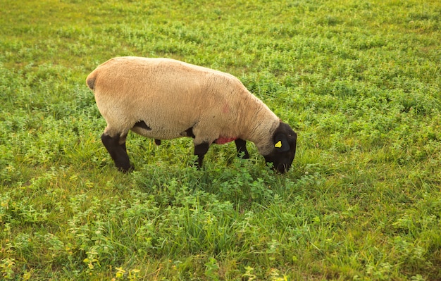 Ovelhas Suffolk pastando