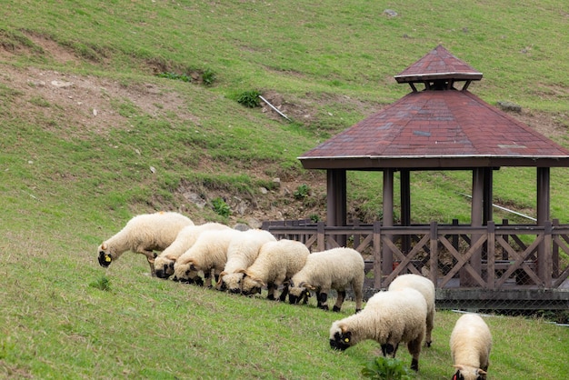 Ovelhas vagando nas pastagens da fazenda de cingjing, em nantou, em taiwan