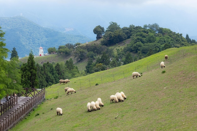 Foto ovelhas vagando nas pastagens da fazenda de cingjing, em nantou, em taiwan