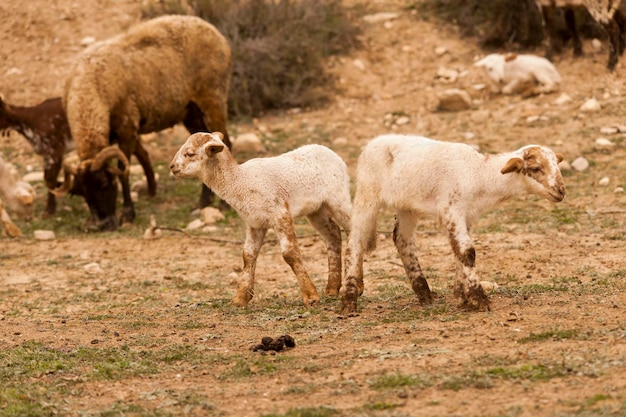 Ovis orientalis aries a ovelha é um mamífero quadrúpede doméstico