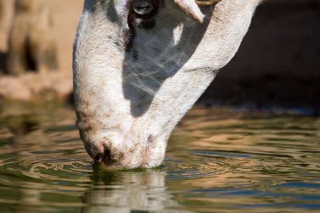 Ovis orientalis aries a ovelha é um mamífero quadrúpede doméstico