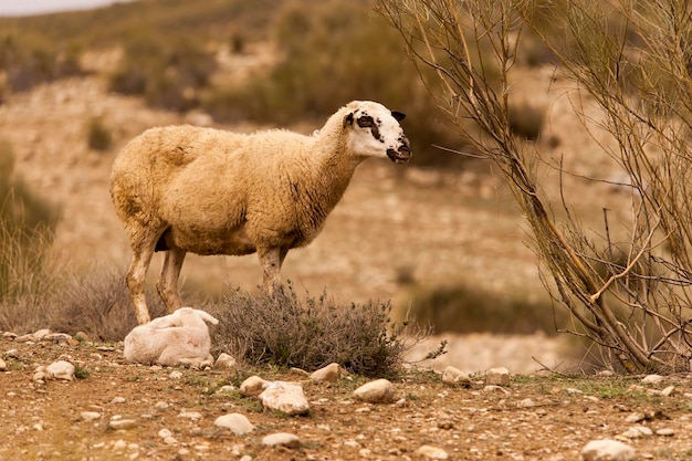 Ovis orientalis aries a ovelha é um mamífero quadrúpede doméstico