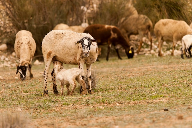 Ovis orientalis aries a ovelha é um mamífero quadrúpede doméstico