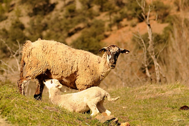 Ovis orientalis aries a ovelha é um mamífero quadrúpede doméstico