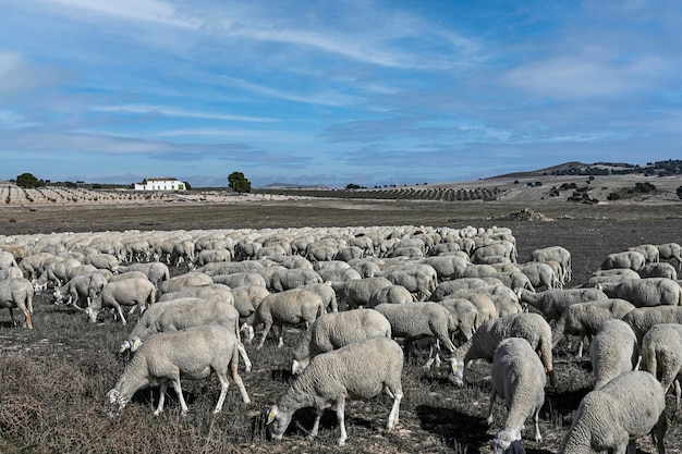 Ovis orientalis aries A ovelha é um mamífero quadrúpede ungulado doméstico