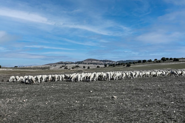 Ovis orientalis aries A ovelha é um mamífero quadrúpede ungulado doméstico