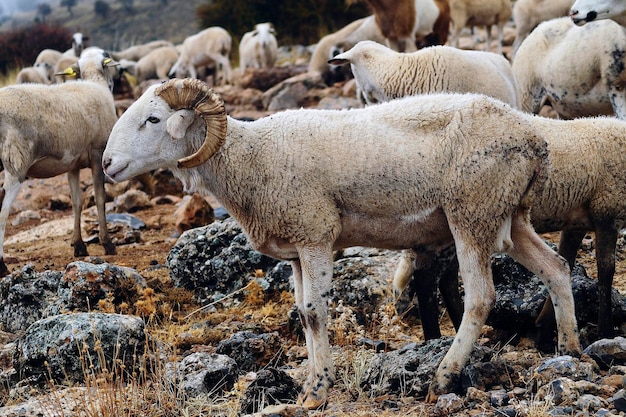 Ovis orientalis aries das Schaf ist ein heimisches vierfüßiges Säugetier