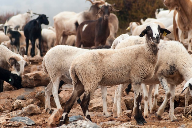 Ovis orientalis aries das Schaf ist ein heimisches vierfüßiges Säugetier