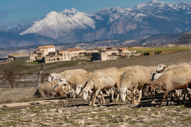 Ovis orientalis aries la oveja es un mamífero cuadrúpedo doméstico