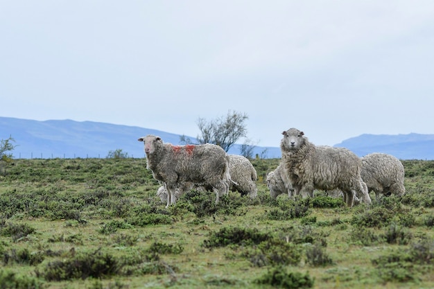 Ovis orientalis aries la oveja es un mamífero cuadrúpedo con pezuñas