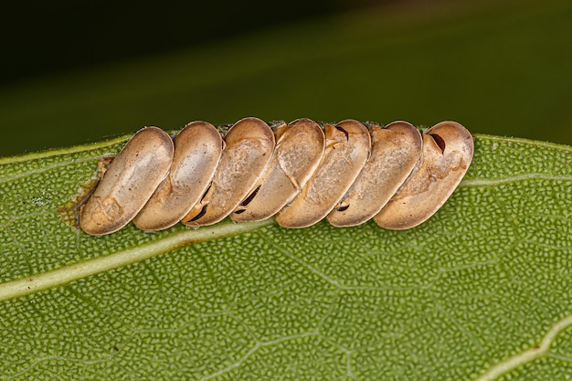 Ovos chocados de folha Katydid