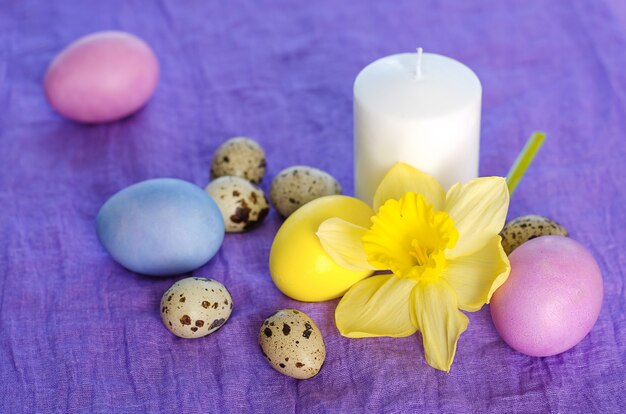 Ovos da vida, da vela, da galinha e de codorniz de Easter ainda, narciso, em um fundo violeta de matéria têxtil.