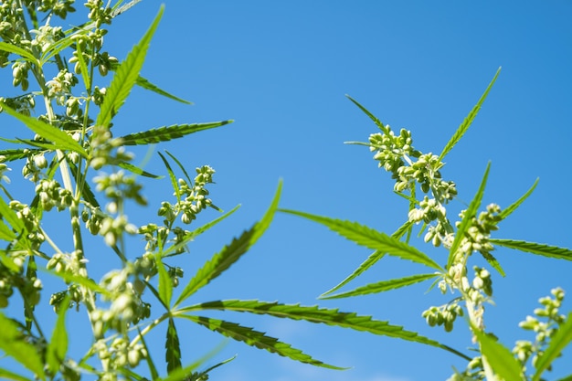 Ovos de cannabis masculinos verdes maconha masculino contra o céu azul