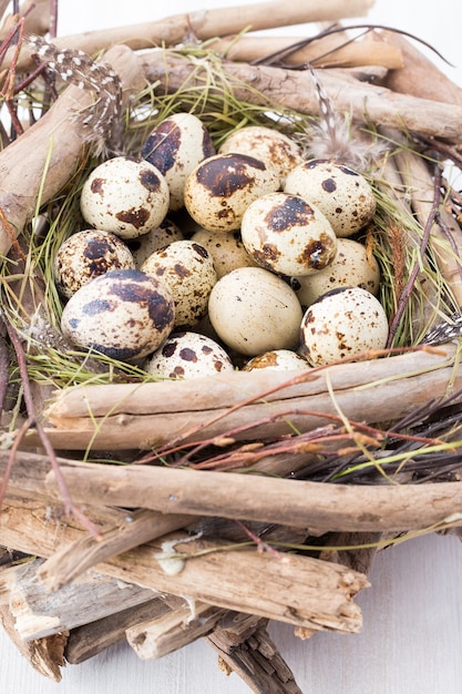 Ovos de codorna de ninho de pássaros. Composição de Páscoa.