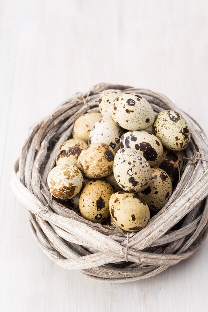 Ovos de codorna de ninho de pássaros. Composição de Páscoa.