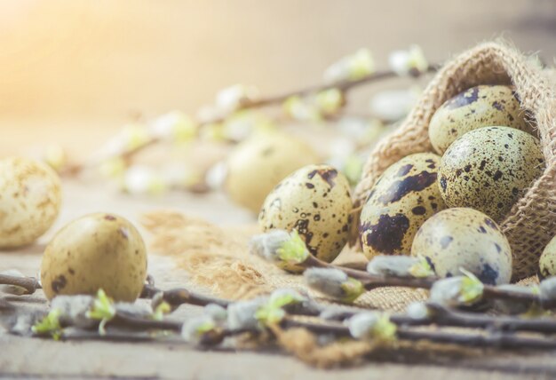 Ovos de codorna em um lindo fundo de primavera. Foco seletivo.