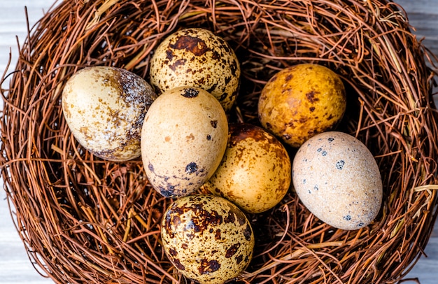 Ovos de codorna em um ninho. dieta de proteína. dieta saudável.