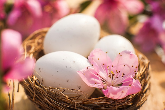 Ovos de codorna em um ninho diy. Feliz Páscoa conceito com ovos e ramo de flores. Primavera, Páscoa, ovos close-up e copie o espaço.