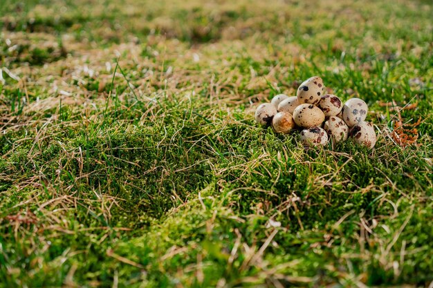 Ovos de codorna estão na grama em um campo na aldeia Um dia ensolarado de verão