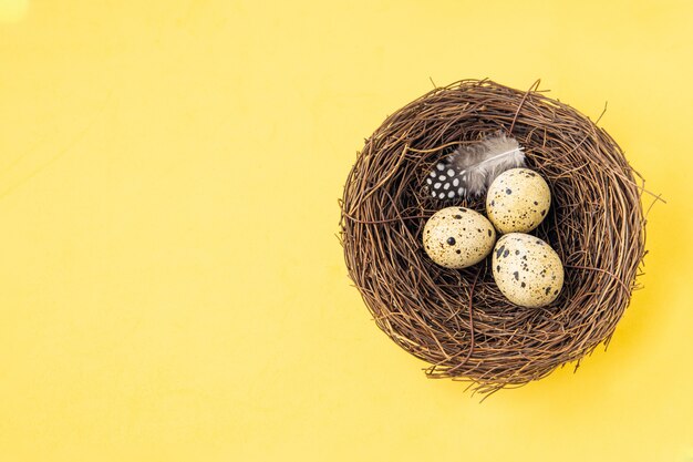 Ovos de codorna no ninho de pássaro com penas sobre fundo amarelo pastel