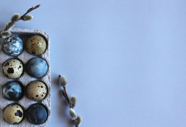 Ovos de codorna pintados de páscoa em células em linhas com um galho de salgueiro em um fundo azul