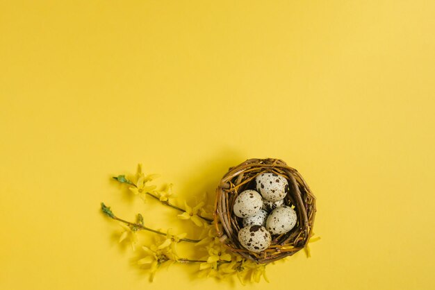 Ovos de codorniz coloridos em um ninho de pássaros e um galho de forsythia amarelo em um fundo amarelo