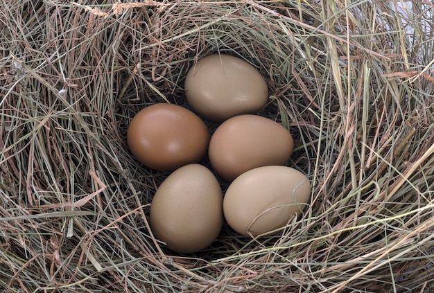 Ovos de faisão em um ninho