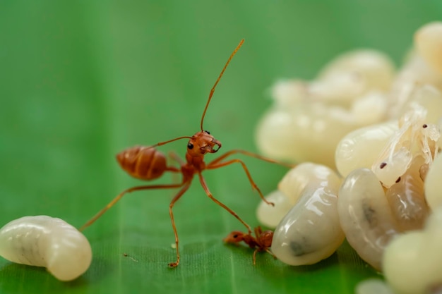 ovos de formiga na folha de bananeira verde ponto de foco seletivomacro