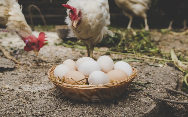 Ovos de galinha caseiros em uma cesta