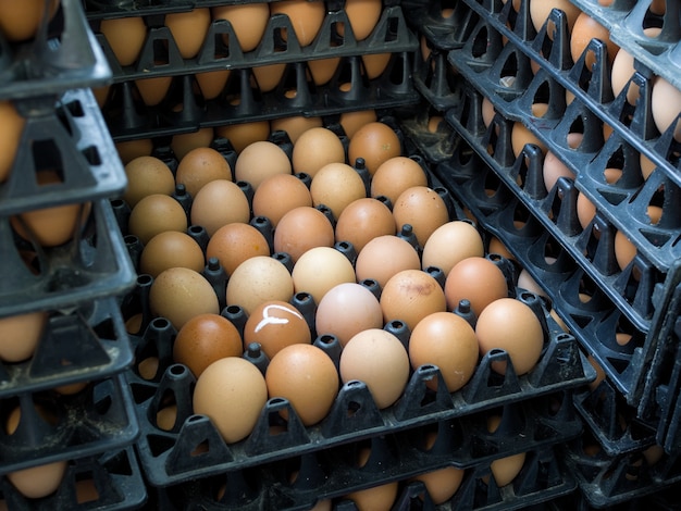 Ovos de galinha fresca na bandeja preparando para entrega da fazenda