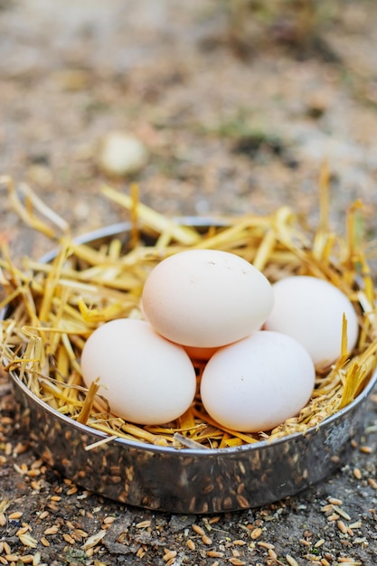 Ovos de galinha fresca no feno em uma fazenda. foco seletivo