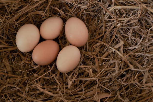 Ovos de galinha frescos com ninho, uma pilha de ovos marrons em um ninho na fazenda