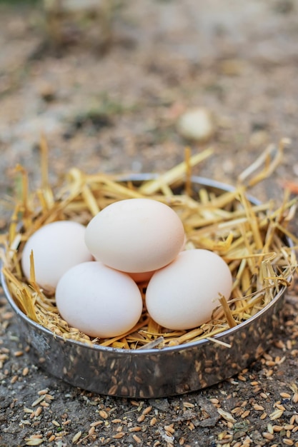 Ovos de galinha frescos no feno em uma fazenda Foco seletivo