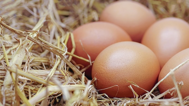 Ovos de galinha orgânicos com presas