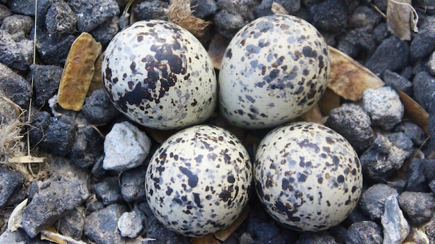 Foto ovos de lapwing